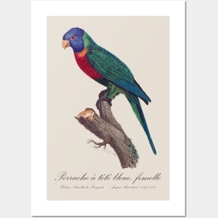 Rainbow Lorikeet female - 19th century Jacques Barraband Illustration Posters and Art